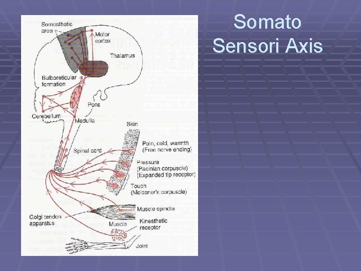 Somato Sensori Axis 