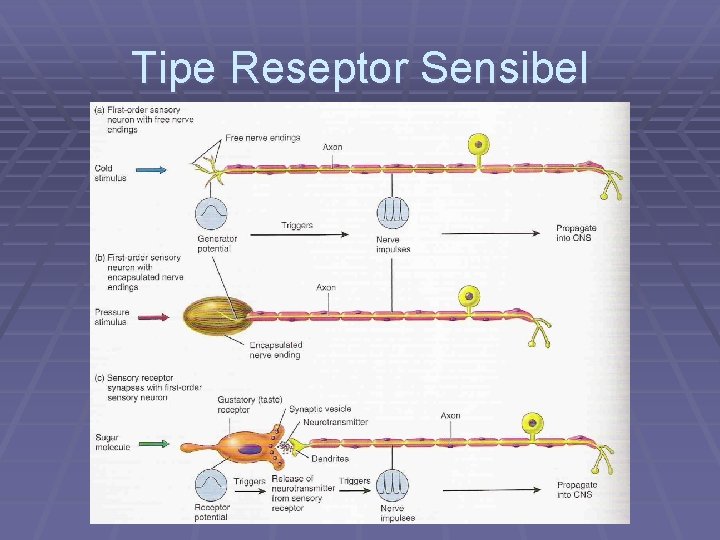 Tipe Reseptor Sensibel 