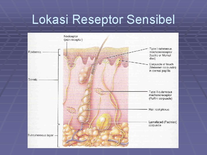 Lokasi Reseptor Sensibel 