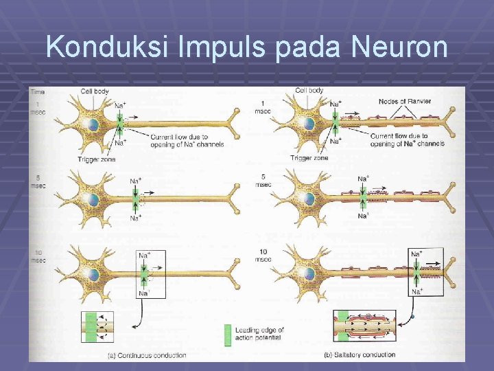 Konduksi Impuls pada Neuron 
