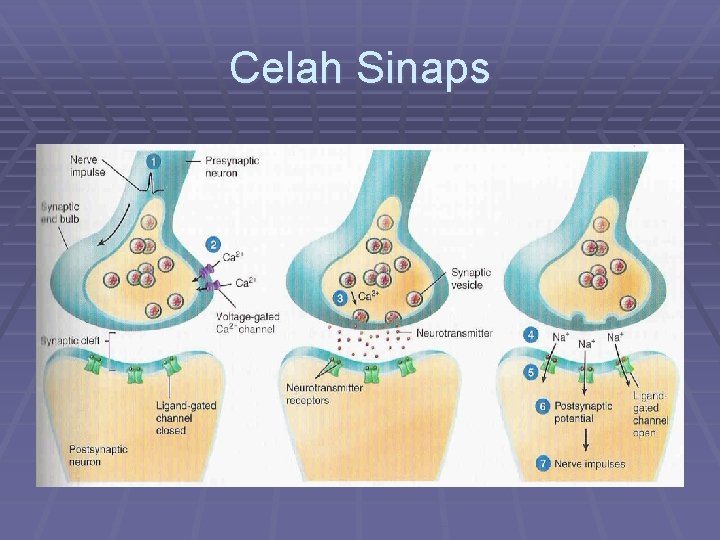 Celah Sinaps 