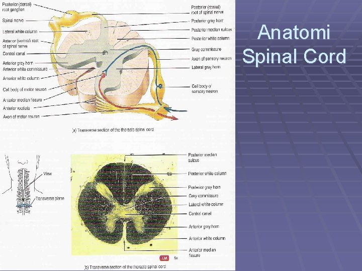 Anatomi Spinal Cord 