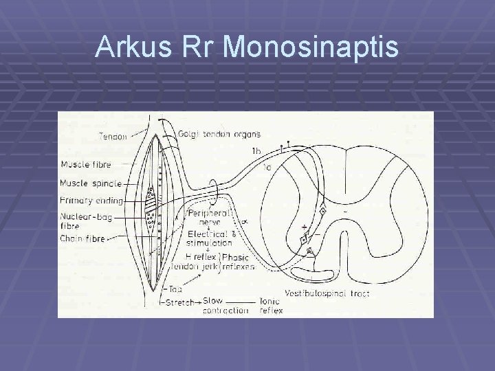 Arkus Rr Monosinaptis 