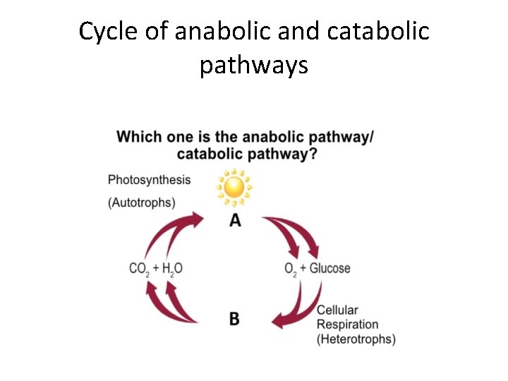 Cycle of anabolic and catabolic pathways 