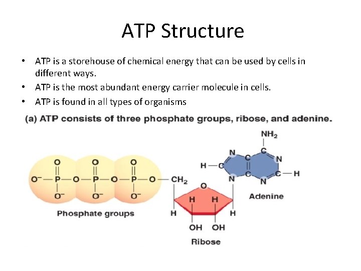 ATP Structure • ATP is a storehouse of chemical energy that can be used