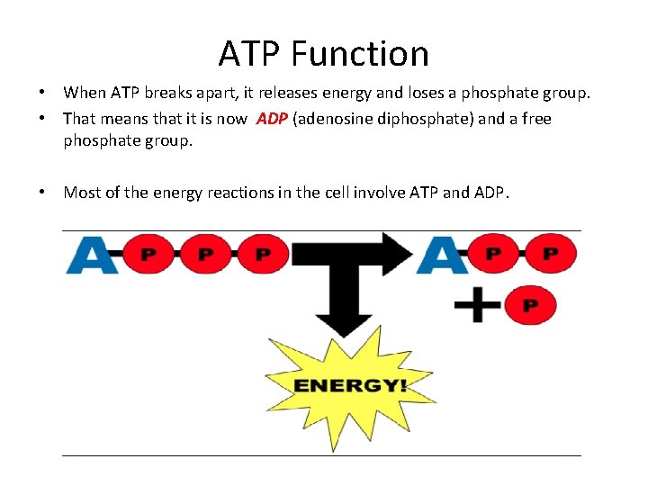 ATP Function • When ATP breaks apart, it releases energy and loses a phosphate