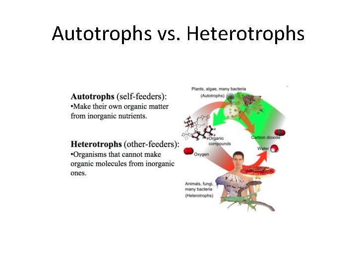 Autotrophs vs. Heterotrophs 