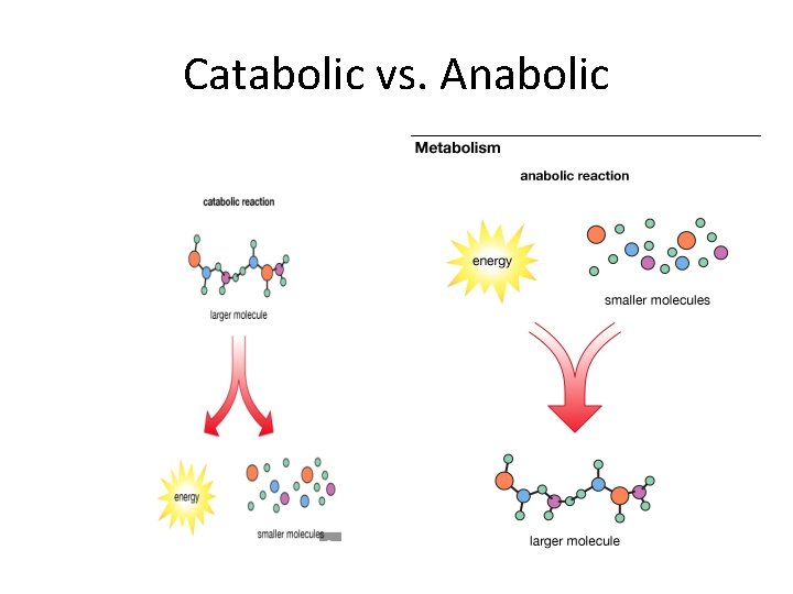 Catabolic vs. Anabolic 