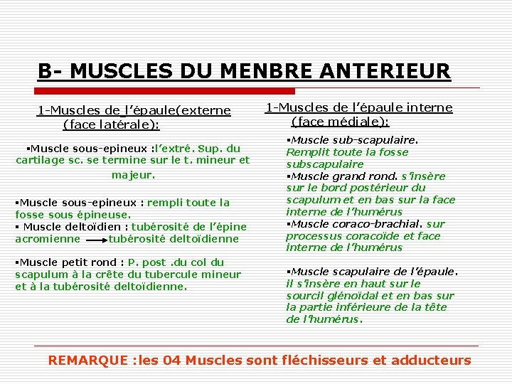 B- MUSCLES DU MENBRE ANTERIEUR 1 -Muscles de l’épaule(externe (face latérale): §Muscle sous-epineux :
