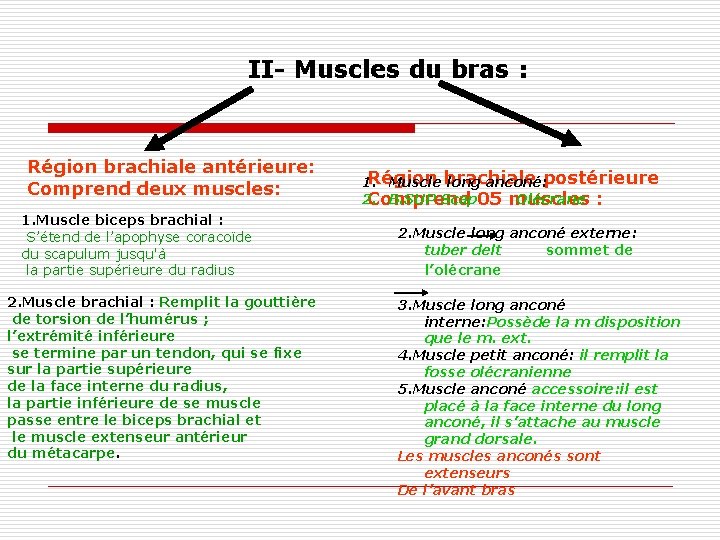 II- Muscles du bras : Région brachiale antérieure: Comprend deux muscles: 1. Muscle biceps