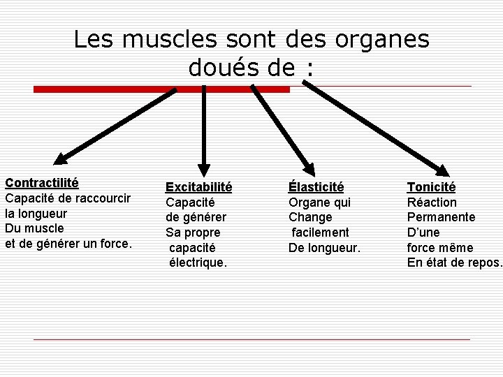 Les muscles sont des organes doués de : Contractilité Capacité de raccourcir la longueur