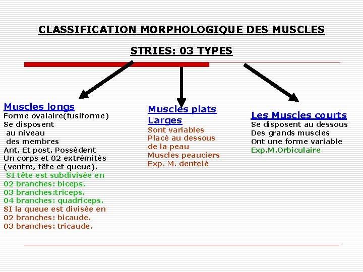 CLASSIFICATION MORPHOLOGIQUE DES MUSCLES STRIES: 03 TYPES Muscles longs Forme ovalaire(fusiforme) Se disposent au