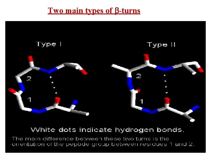 Two main types of -turns 