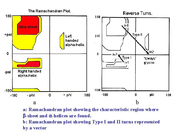 a b a: Ramachandran plot showing the characteristic region where -sheet and -helices are