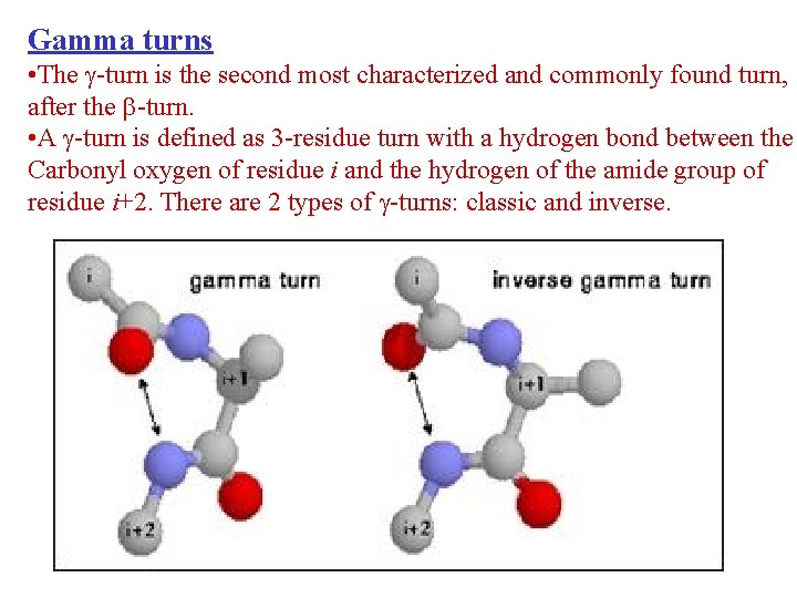 Gamma turns • The -turn is the second most characterized and commonly found turn,