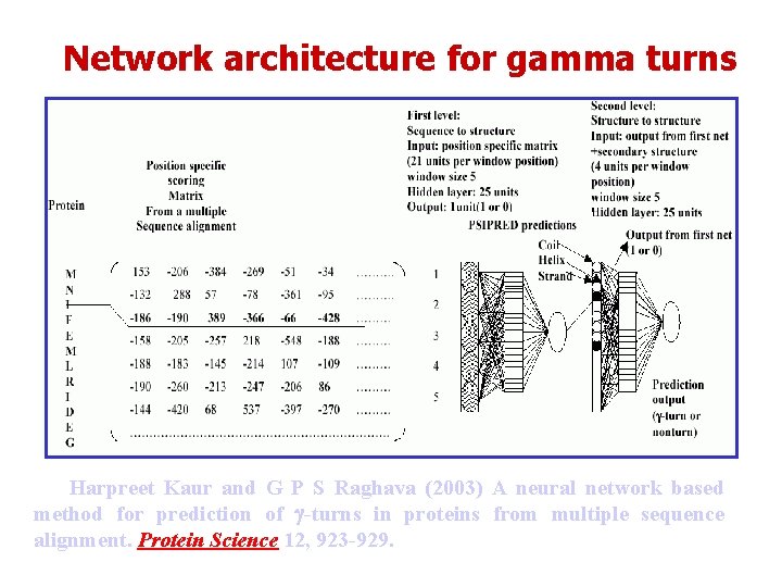 Network architecture for gamma turns Harpreet Kaur and G P S Raghava (2003) A