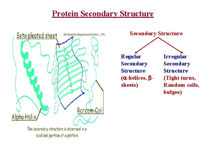 Protein Secondary Structure Regular Secondary Structure ( -helices, sheets) Irregular Secondary Structure (Tight turns,