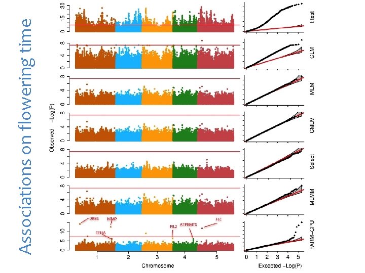 Associations on flowering time 