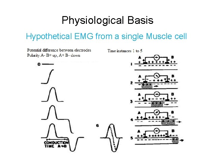 Physiological Basis Hypothetical EMG from a single Muscle cell 