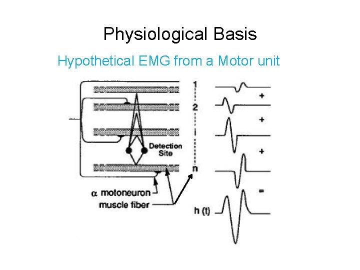 Physiological Basis Hypothetical EMG from a Motor unit 
