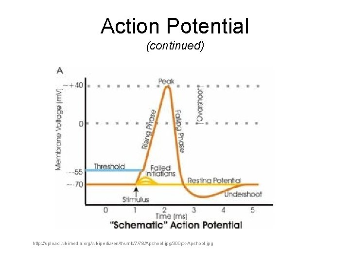 Action Potential (continued) http: //upload. wikimedia. org/wikipedia/en/thumb/7/78/Apshoot. jpg/300 px-Apshoot. jpg 