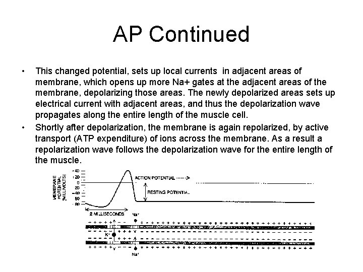 AP Continued • • This changed potential, sets up local currents in adjacent areas
