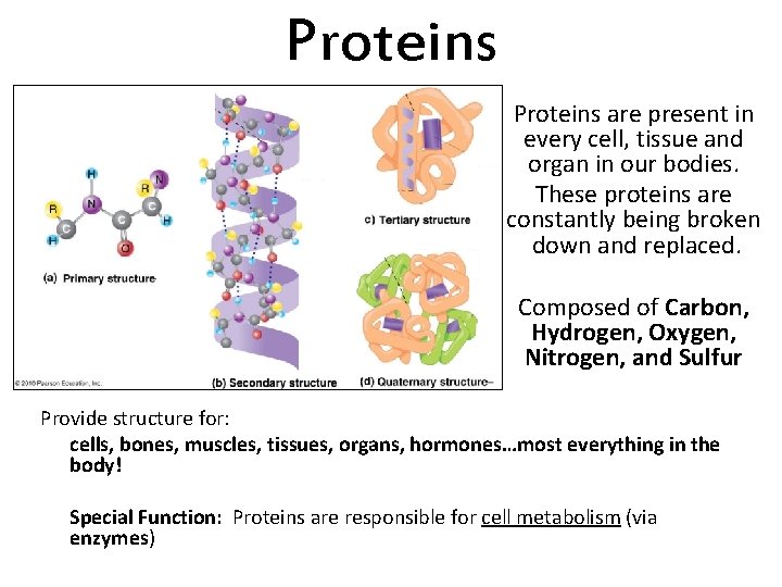 Proteins are present in every cell, tissue and organ in our bodies. These proteins