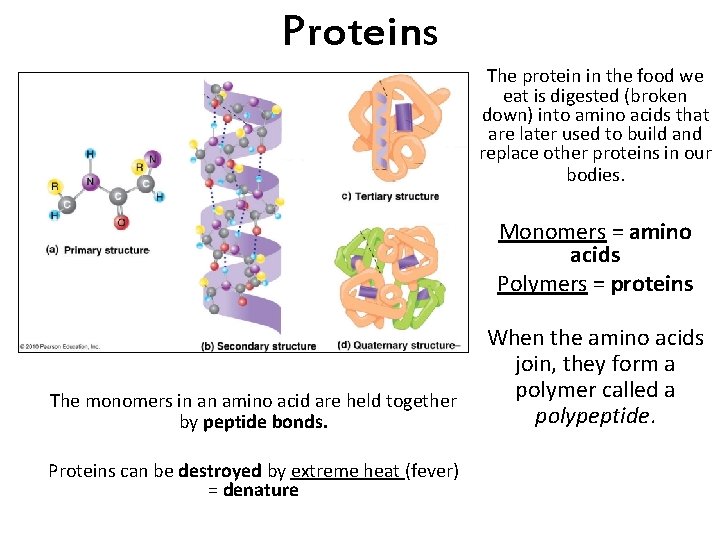 Proteins The protein in the food we eat is digested (broken down) into amino