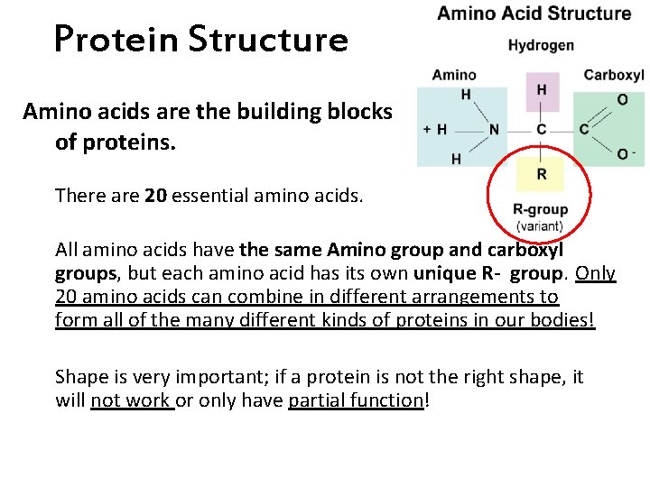 Protein Structure Amino acids are the building blocks of proteins. There are 20 essential