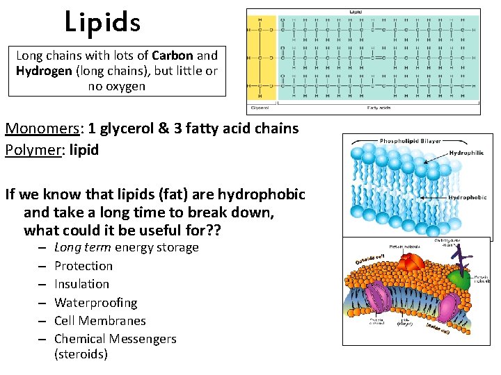 Lipids Long chains with lots of Carbon and Hydrogen (long chains), but little or
