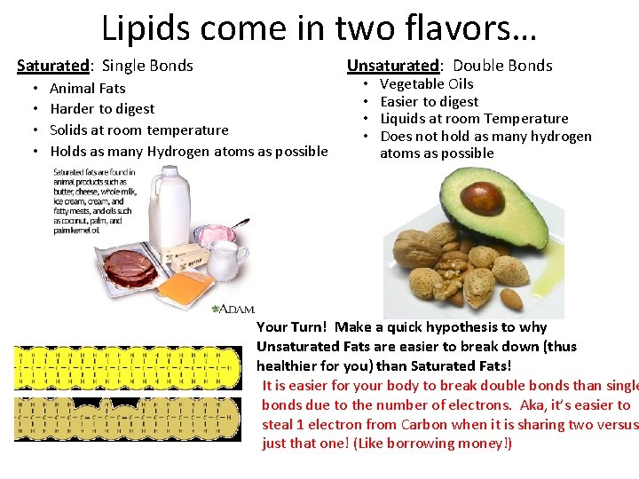Lipids come in two flavors… Saturated: Single Bonds • • Unsaturated: Double Bonds Animal