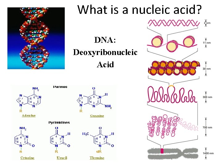What is a nucleic acid? DNA: Deoxyribonucleic Acid 