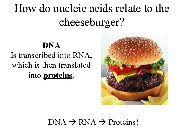 How do nucleic acids relate to the cheeseburger? DNA Is transcribed into RNA, which