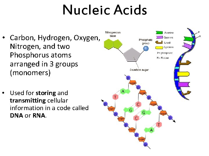 Nucleic Acids • Carbon, Hydrogen, Oxygen, Nitrogen, and two Phosphorus atoms arranged in 3