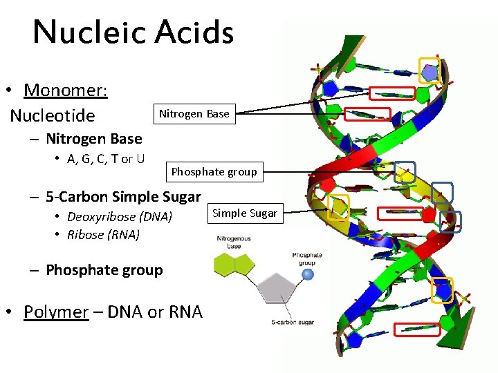 Nucleic Acids • Monomer: Nucleotide Nitrogen Base – Nitrogen Base • A, G, C,