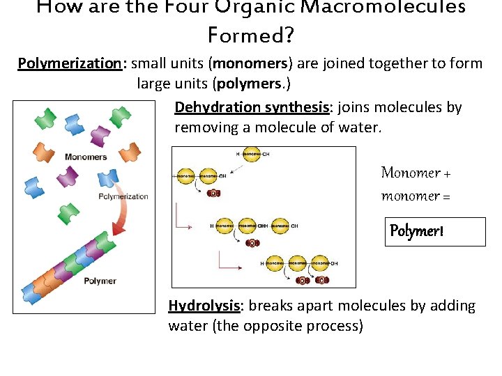 How are the Four Organic Macromolecules Formed? Polymerization: small units (monomers) are joined together