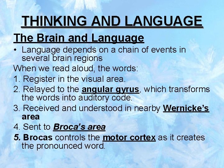 THINKING AND LANGUAGE The Brain and Language • Language depends on a chain of