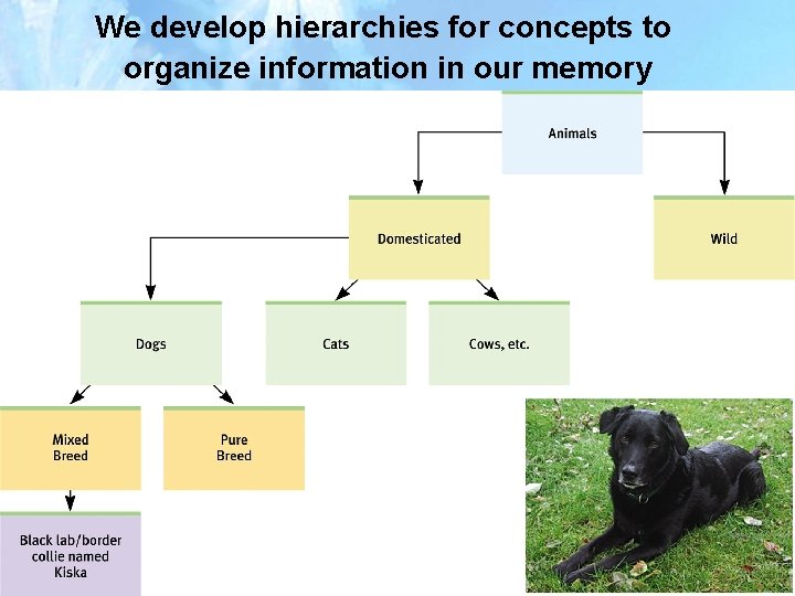 We develop hierarchies for concepts to organize information in our memory 