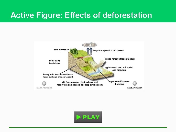 Active Figure: Effects of deforestation 