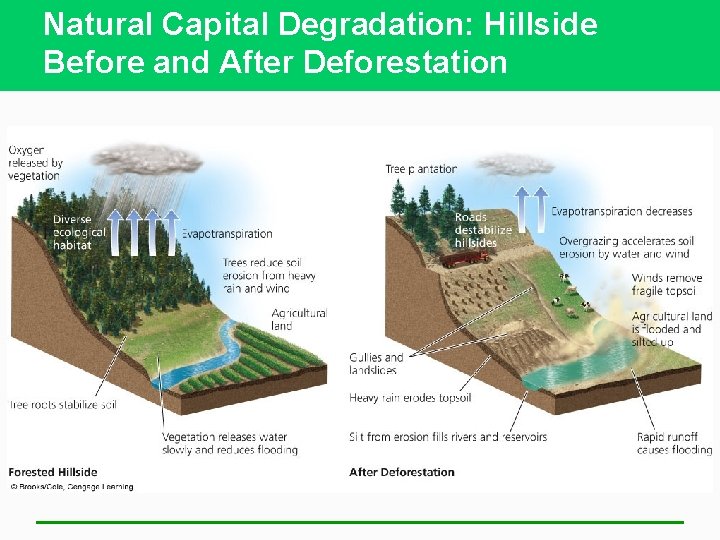 Natural Capital Degradation: Hillside Before and After Deforestation 