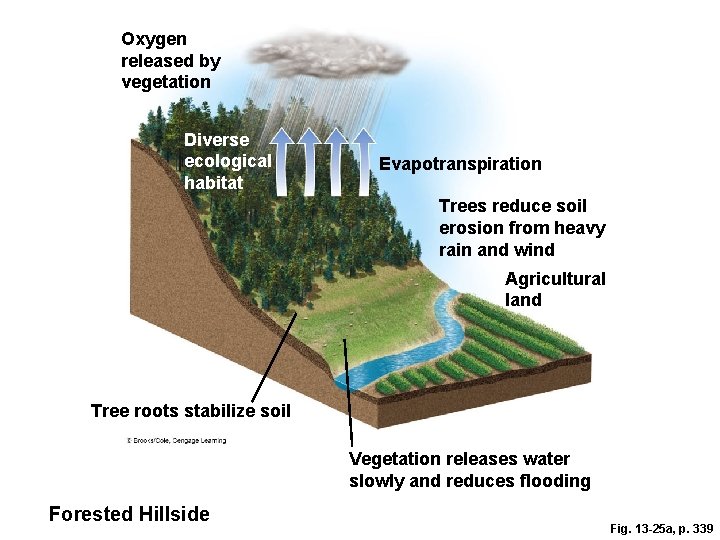 Oxygen released by vegetation Diverse ecological habitat Evapotranspiration Trees reduce soil erosion from heavy
