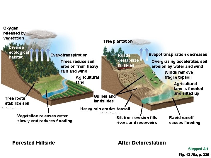 Oxygen released by vegetation Diverse ecological habitat Tree plantation Evapotranspiration Trees reduce soil erosion