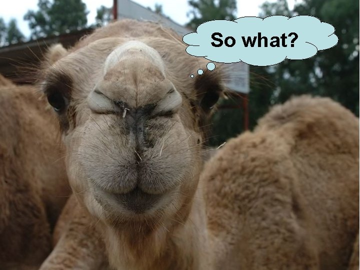 So what? So What? 