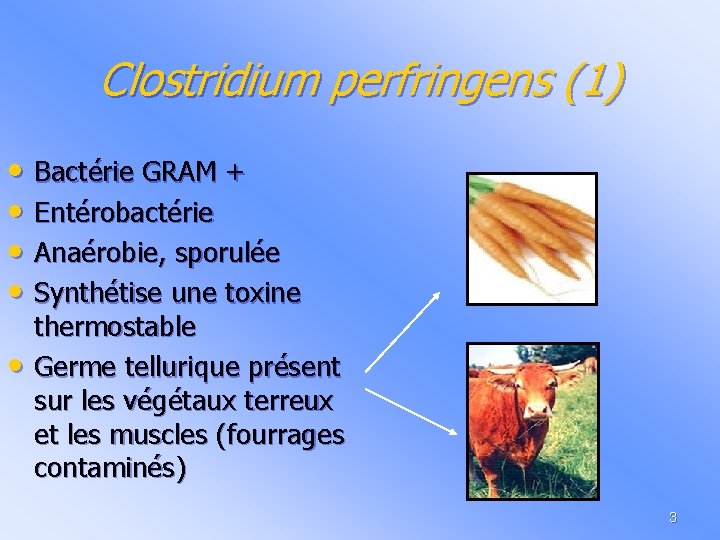 Clostridium perfringens (1) • Bactérie GRAM + • Entérobactérie • Anaérobie, sporulée • Synthétise