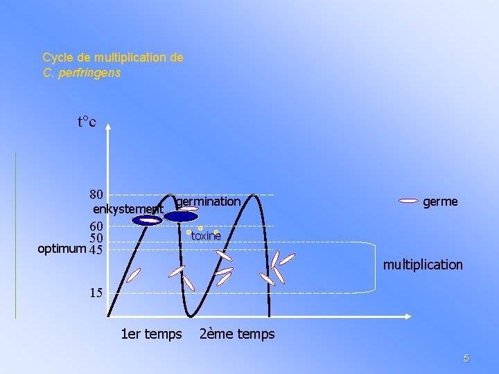 Cycle de multiplication de C. perfringens t°c 80 enkystement germination 60 50 optimum 45