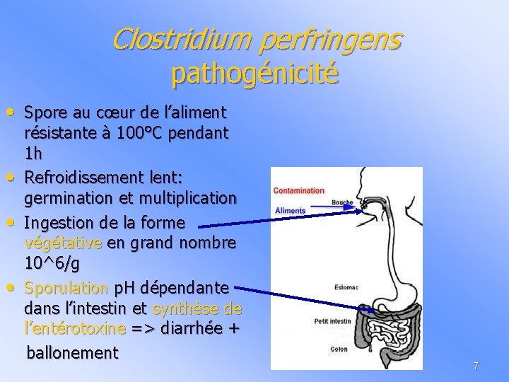 Clostridium perfringens pathogénicité • Spore au cœur de l’aliment • • • résistante à