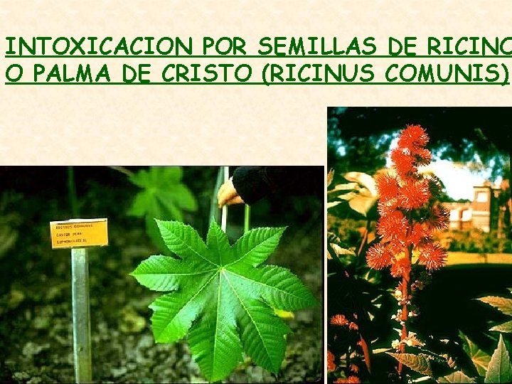 INTOXICACION POR SEMILLAS DE RICINO O PALMA DE CRISTO (RICINUS COMUNIS) 