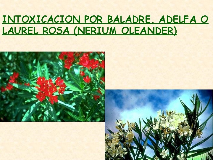 INTOXICACION POR BALADRE, ADELFA O LAUREL ROSA (NERIUM OLEANDER) 