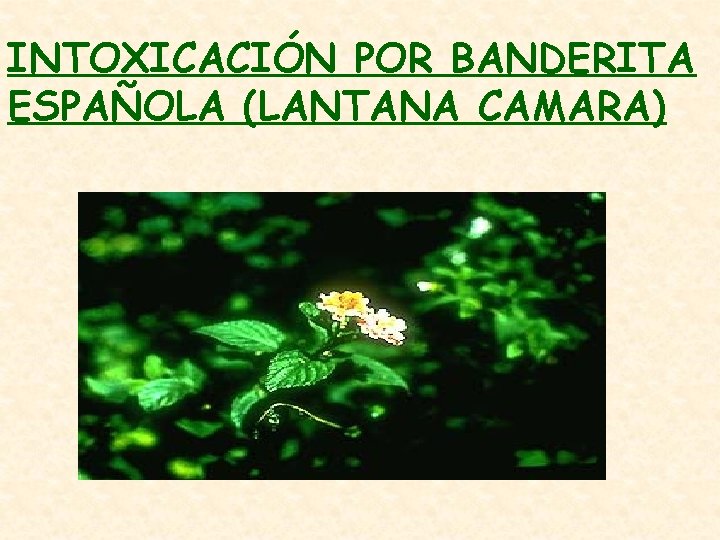 INTOXICACIÓN POR BANDERITA ESPAÑOLA (LANTANA CAMARA) 