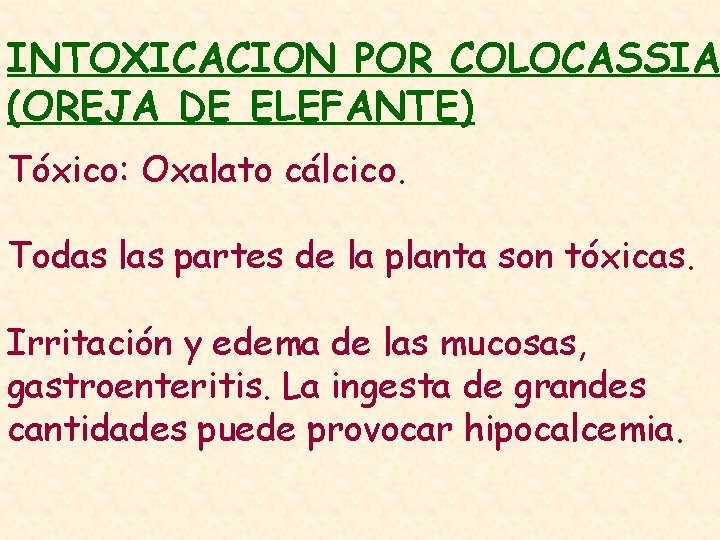 INTOXICACION POR COLOCASSIA (OREJA DE ELEFANTE) Tóxico: Oxalato cálcico. Todas las partes de la